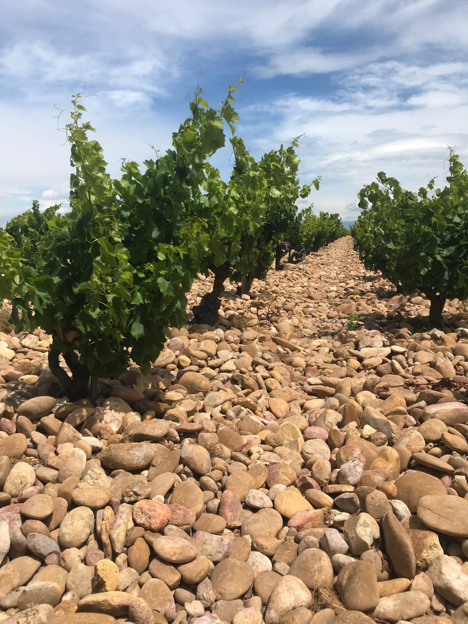  - Self drive tour Châteauneuf-du-Pape