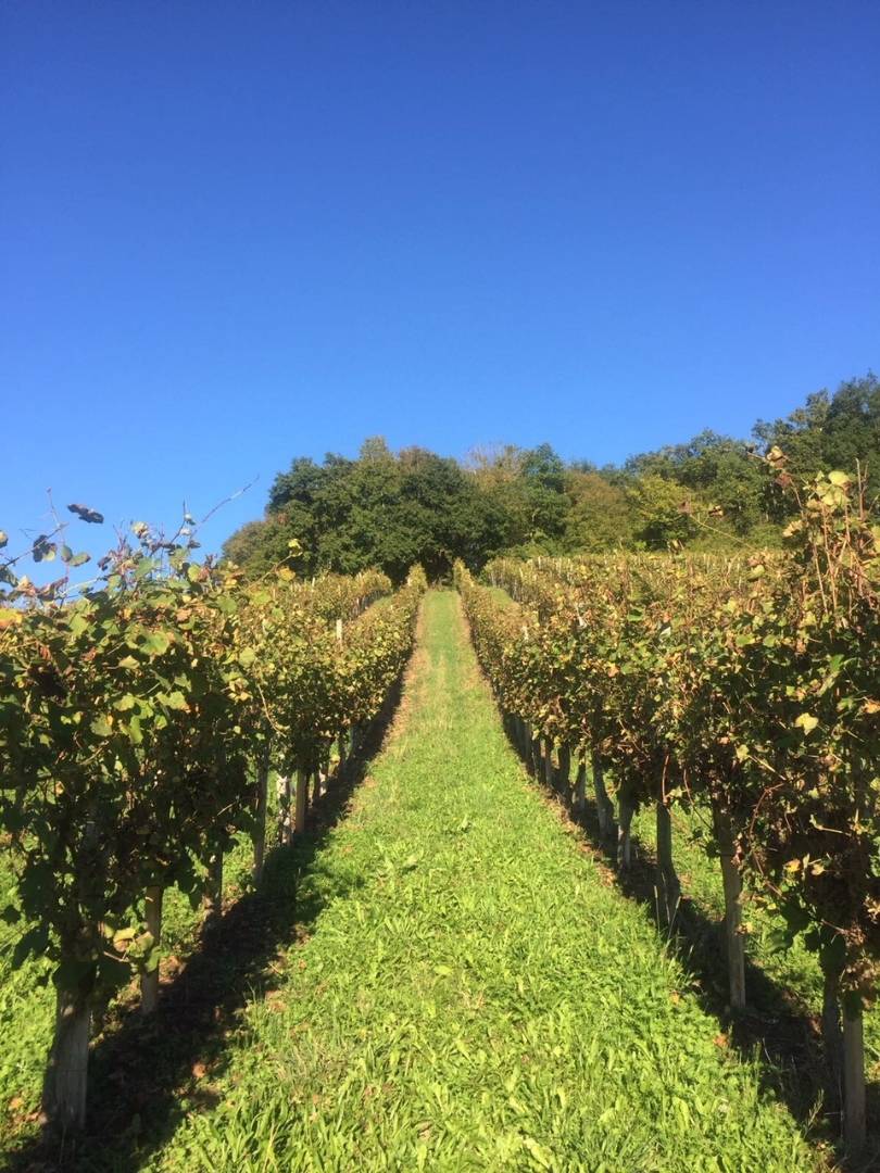  - Guided visit of the winery and tasting of three wines