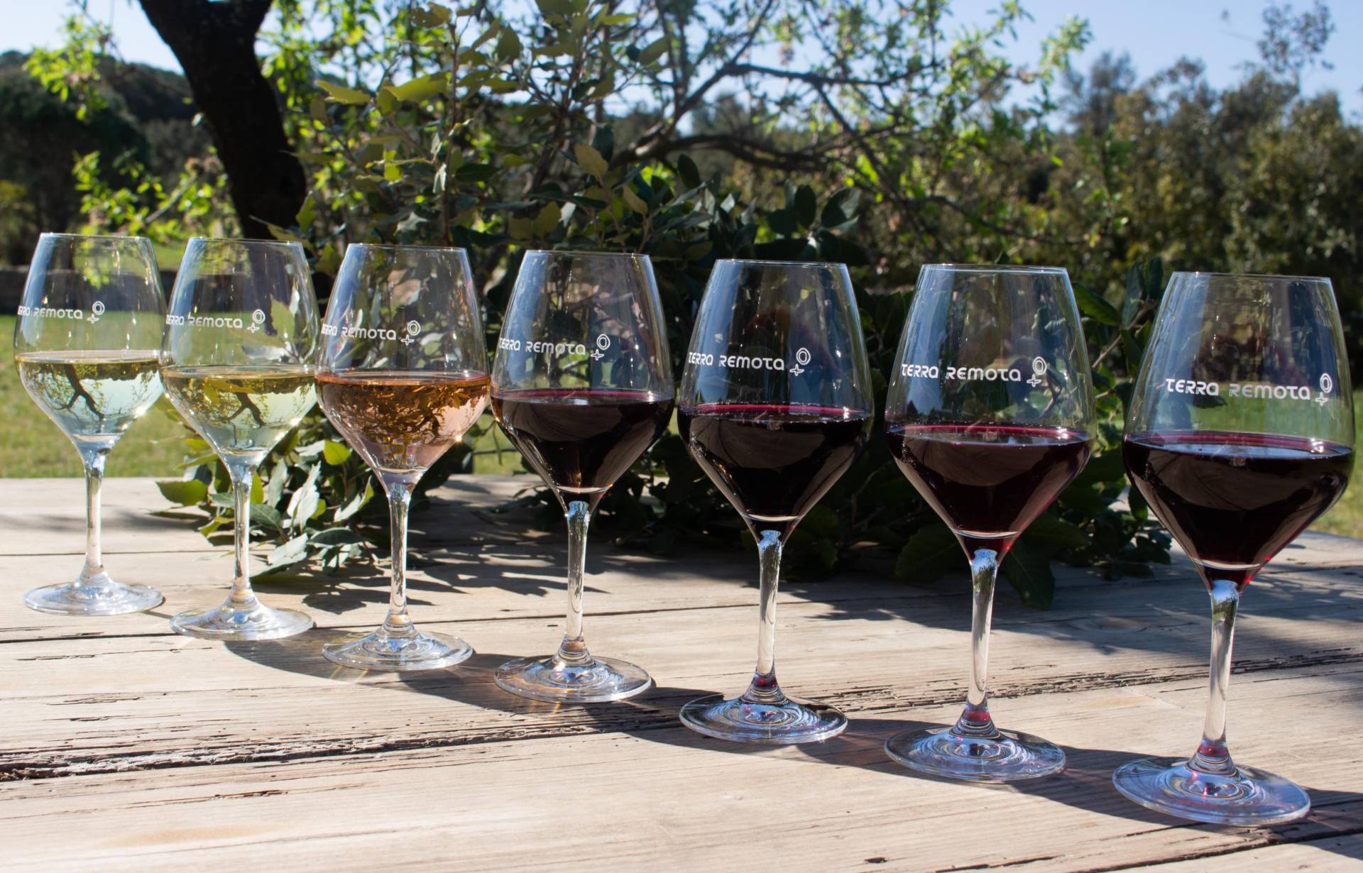 Winery tour and wine tasting "Camino for las nubes"