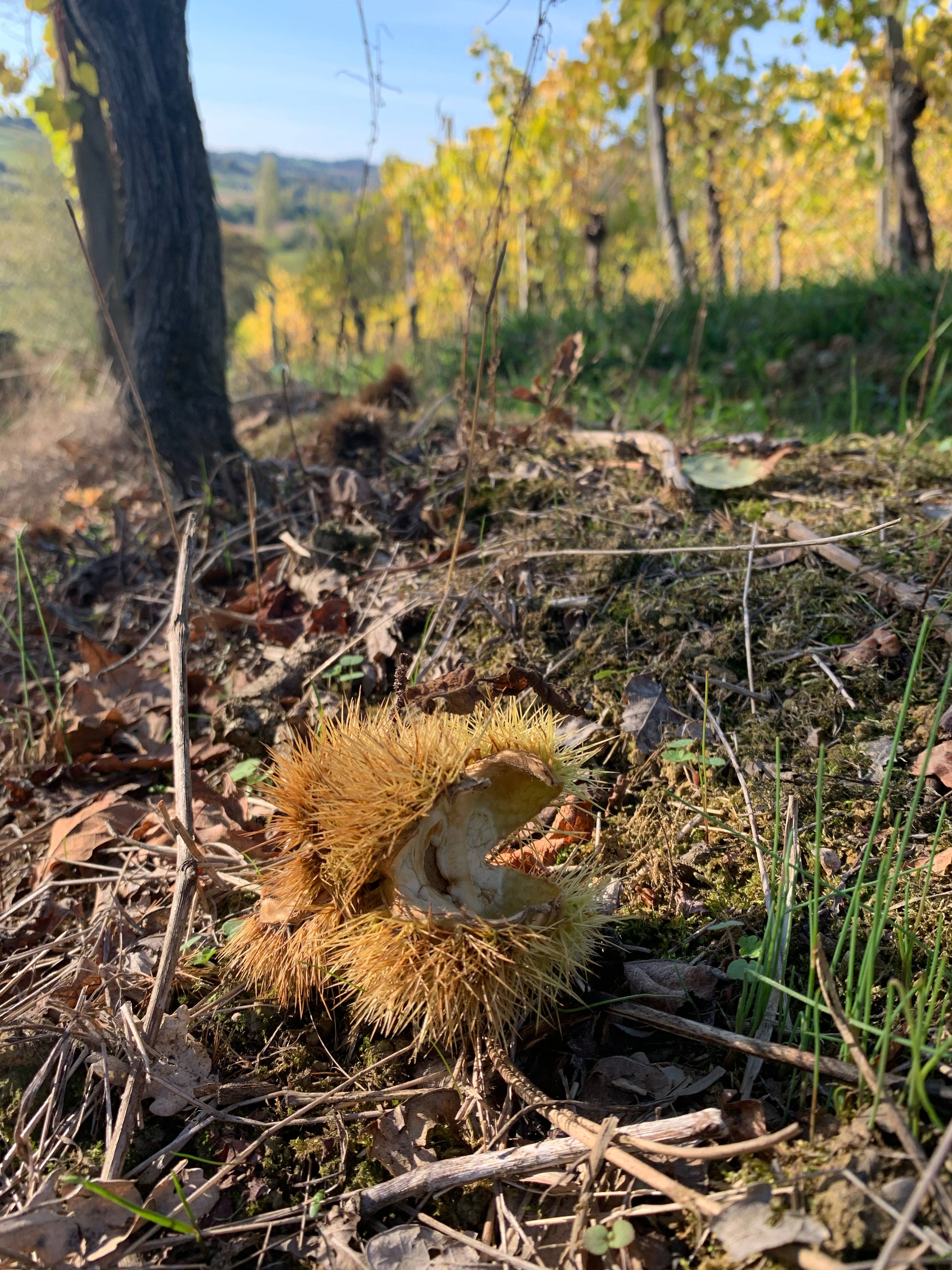 - Guided visit of the winery and tasting of three wines