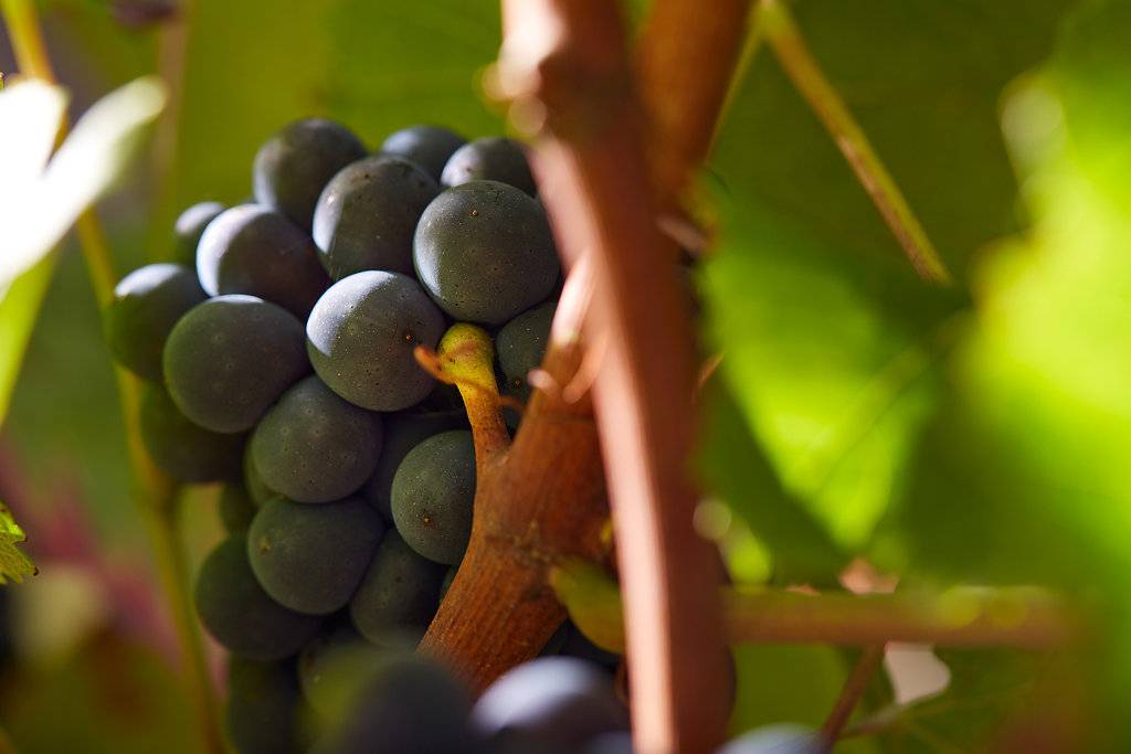  - Gateway in the vineyard