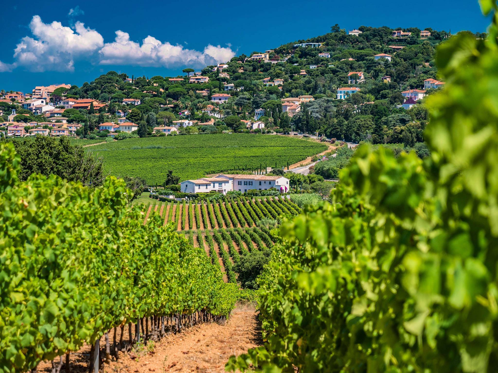  - Golfe de Saint Tropez Wine Tour 1/2day