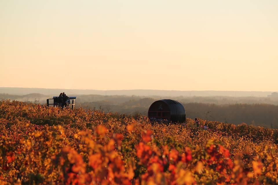  - Um dia nas vinhas do Vale do Loire