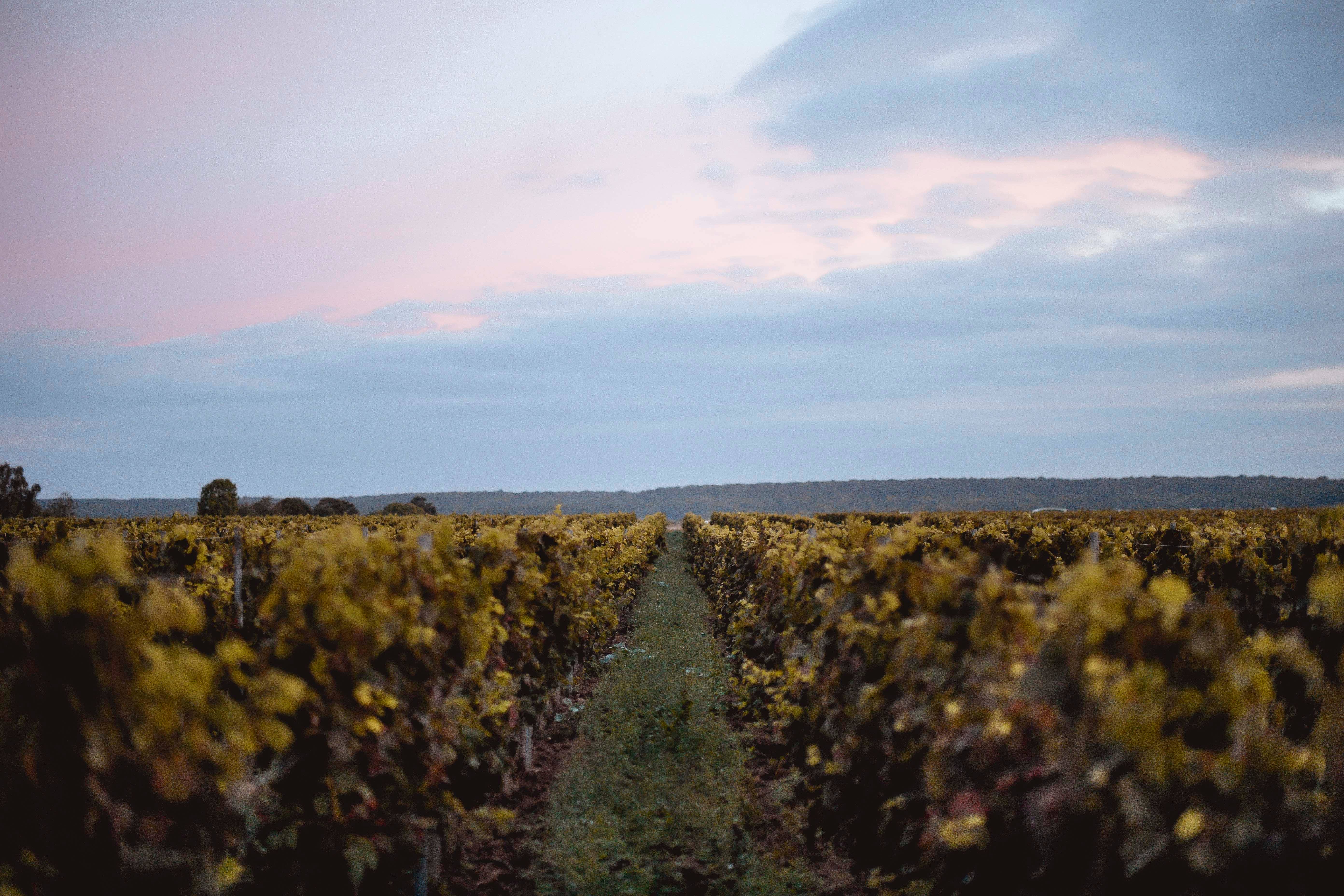  - Visit of the estate with food and wine pairings