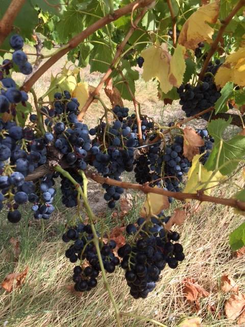  - Educational walk in the vineyards