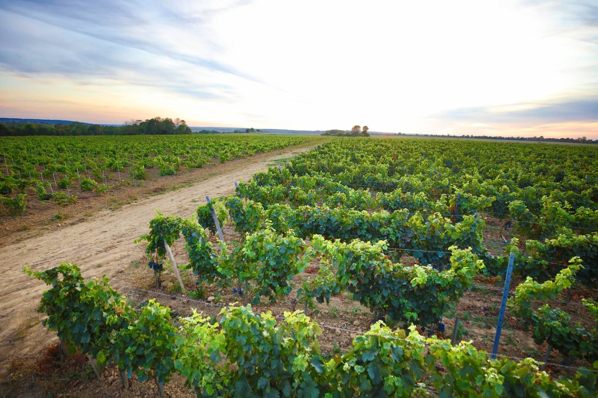 Visit IledeFrance, France ⭐️ Best Wine Tours & Tastings (2023)