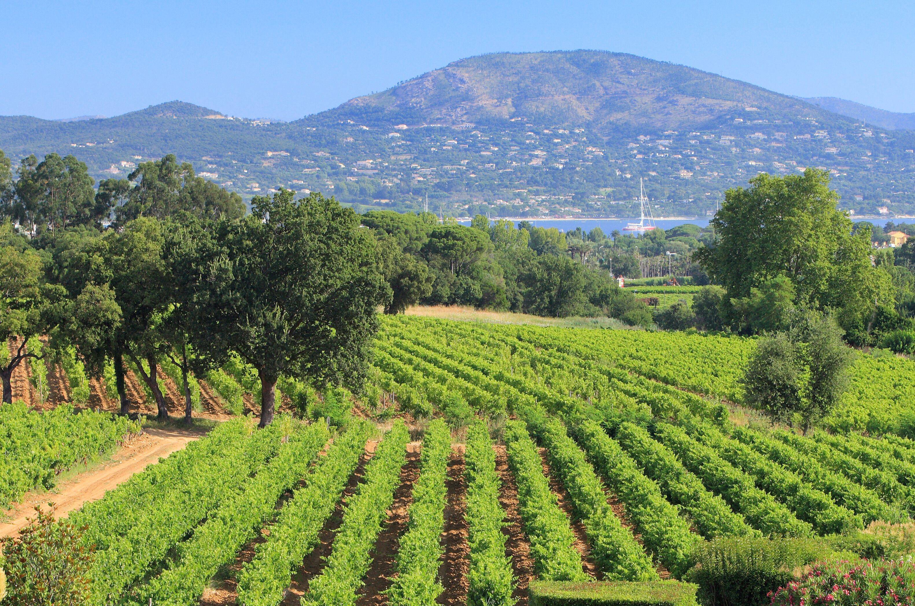  - Walk between sea and vine