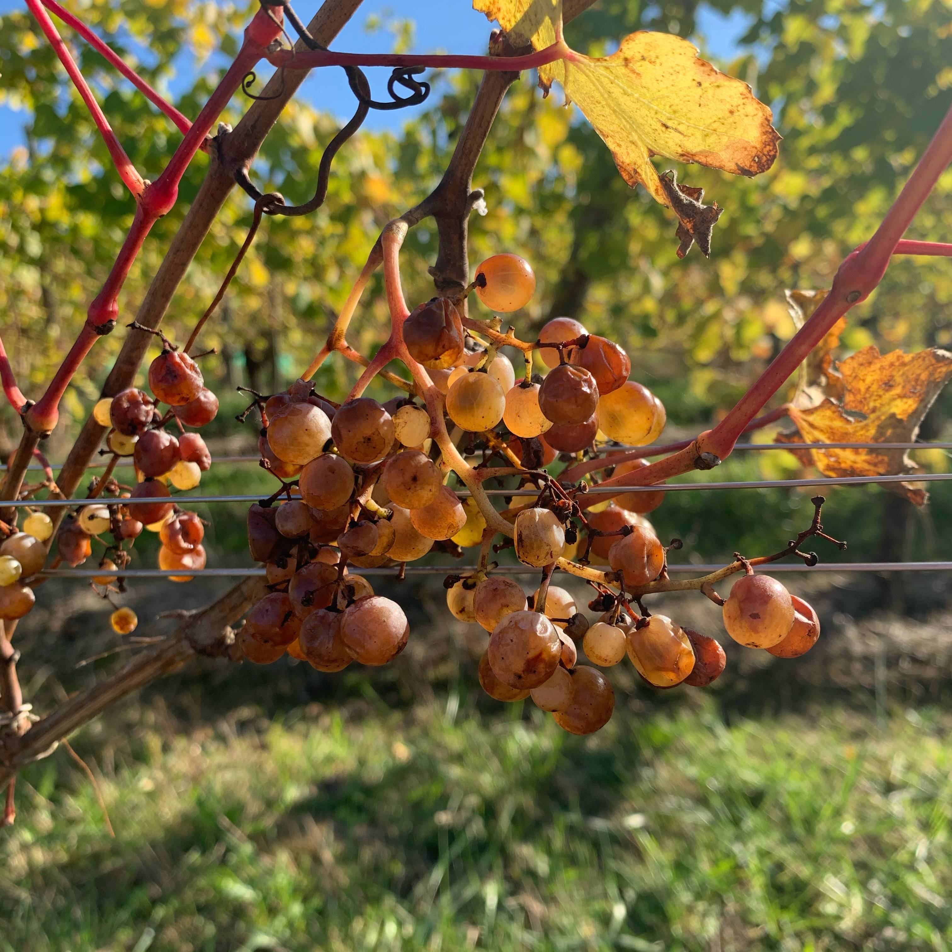  - Guided visit of the winery and tasting of three wines