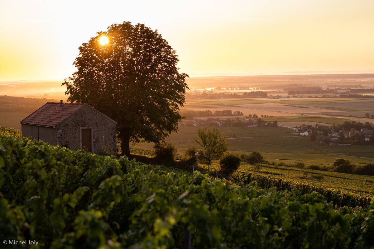 Les pieds dans la vigne, vivez la dégustation géo-sensorielle