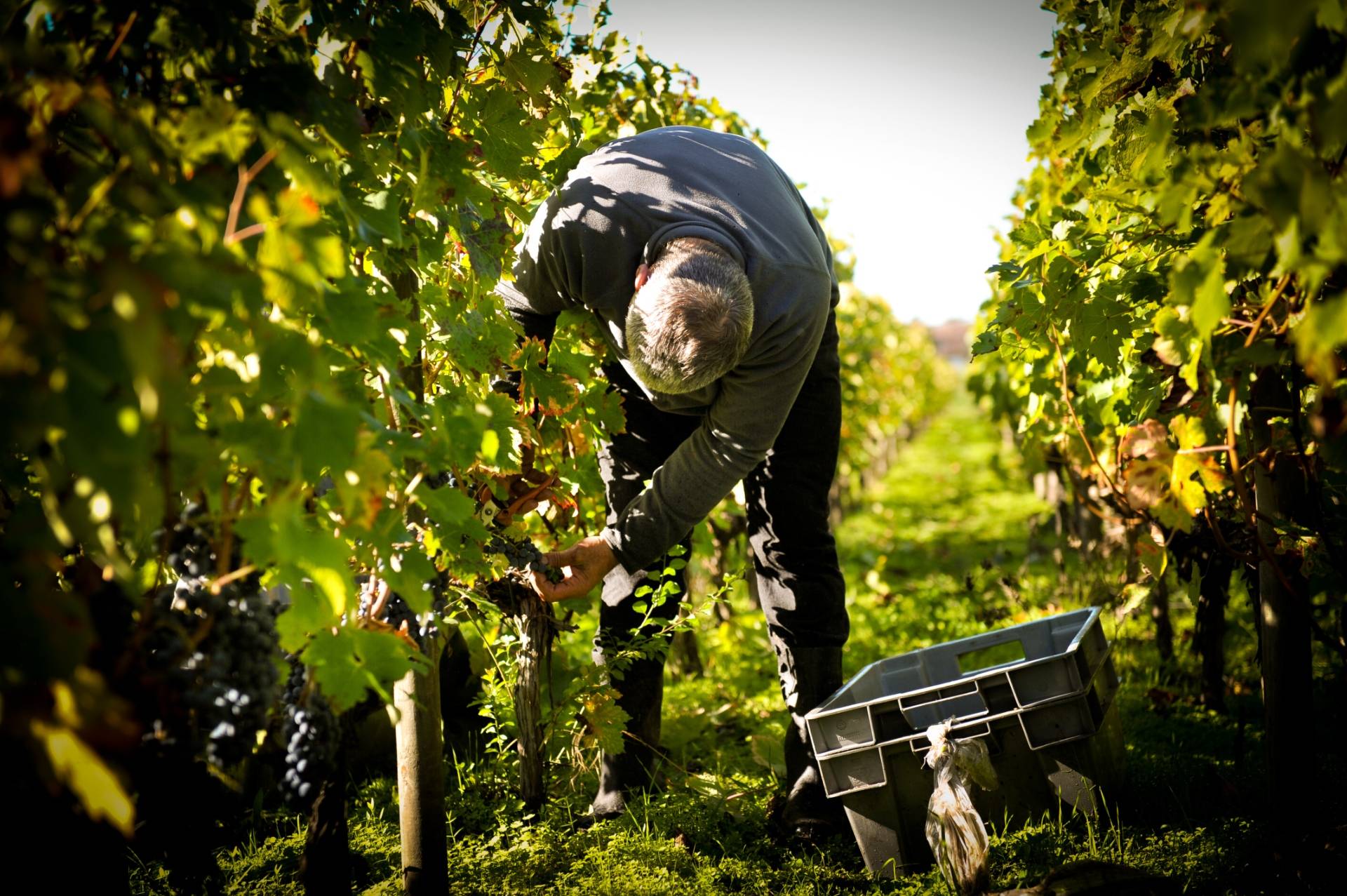 The Winemaker's Calendar