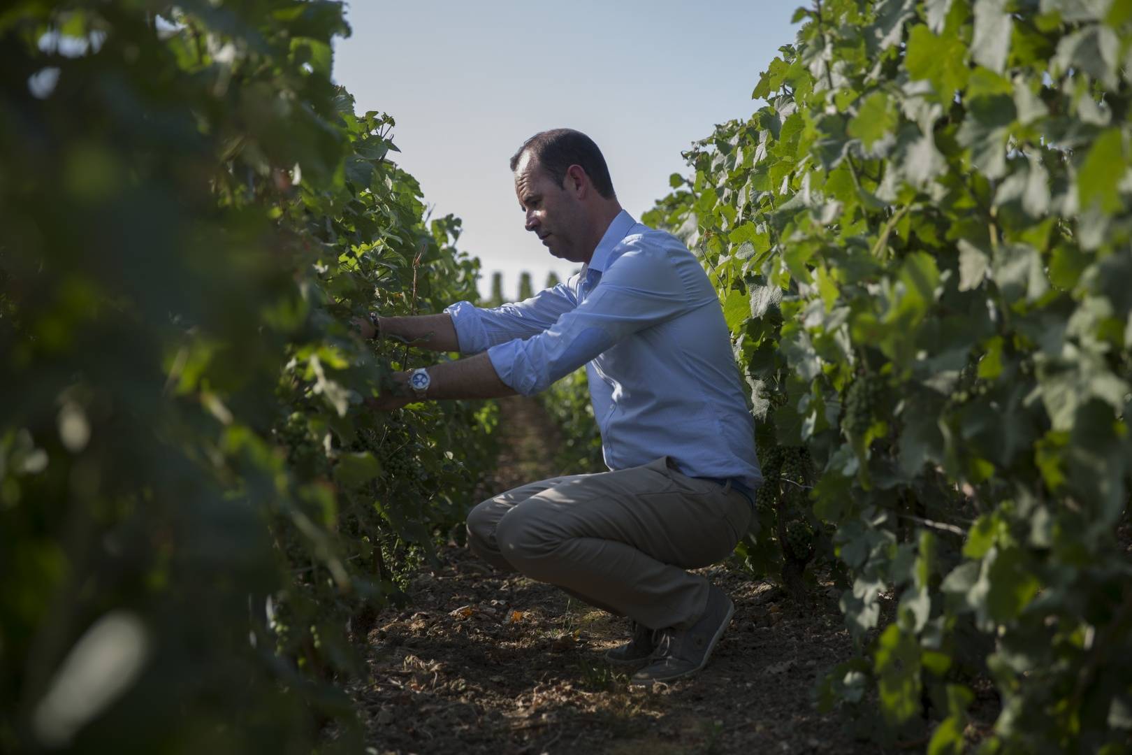 Pique-nique dans les vignes